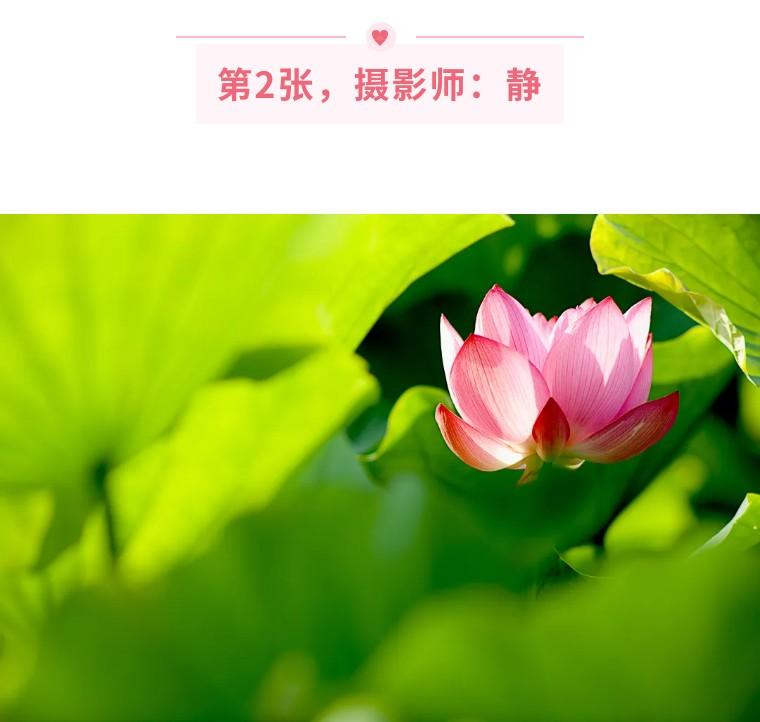 手机拍照摄影培训总结（手机拍照摄影的正确方法）