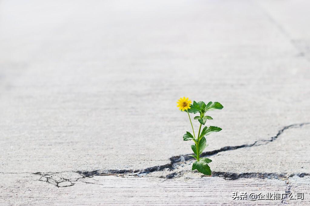 自媒体软文广告投放（软文营销是营销技巧么）