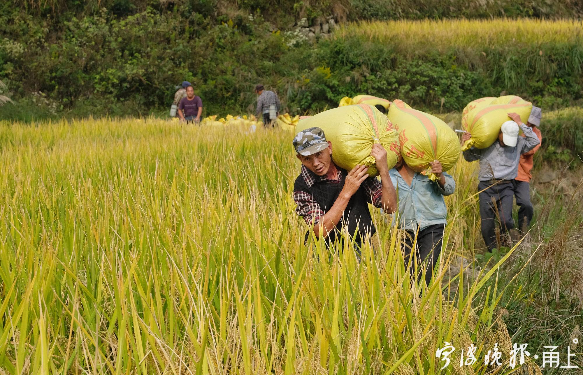 农民丰收节活动照片（抖音农民丰收节系列报道）