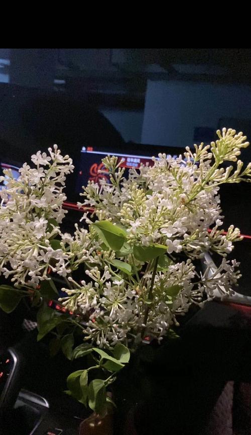 没有人来看你的网站也有优点（探究寂寞网站的优点与解决办法）