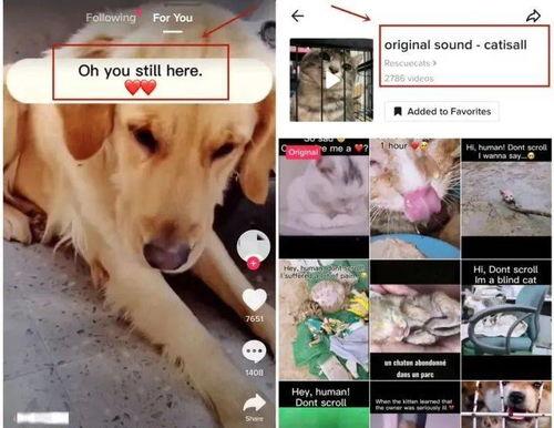 如何在TikTok上做无货源跨境电商（打造自己的跨境电商帝国）