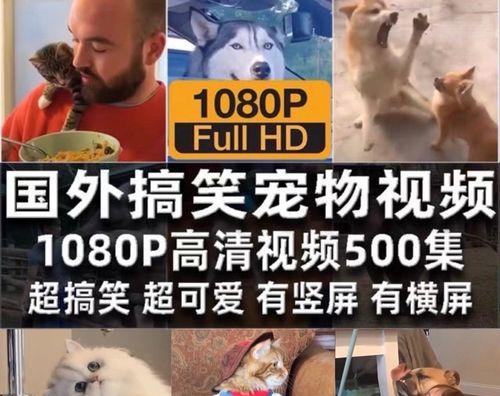 探寻宠物短视频素材的世界（如何找到最适合的宠物短视频素材？）