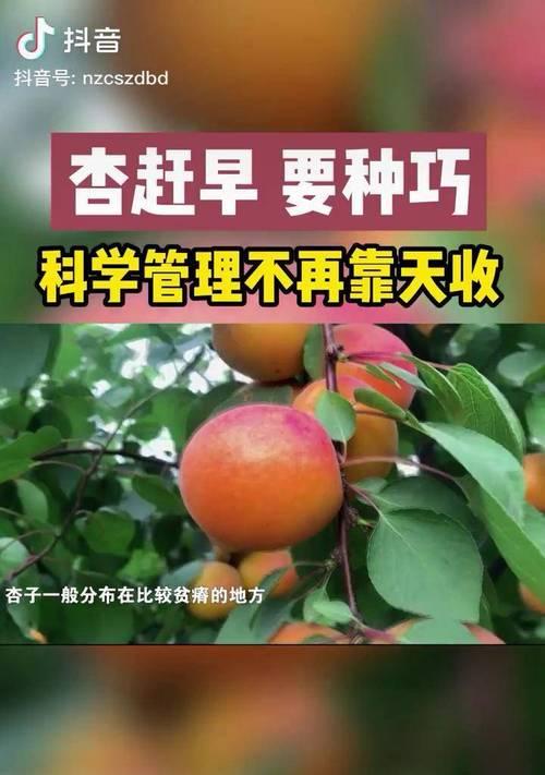 抖音2024年扶持计划（数字化助力农业升级）