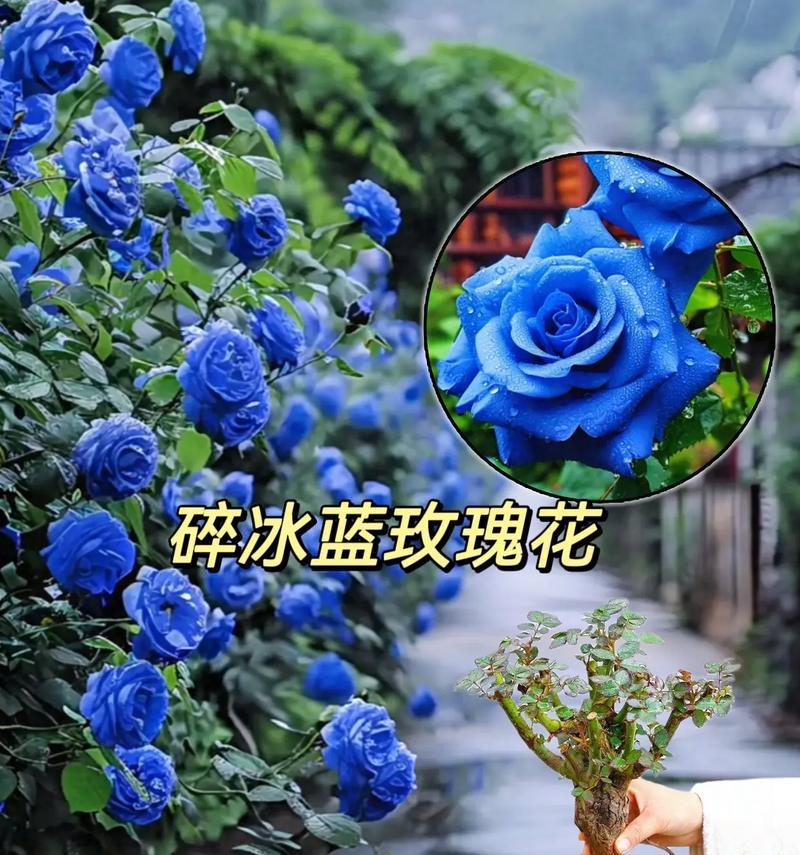蓝色妖姬花语和象征意义是什么？