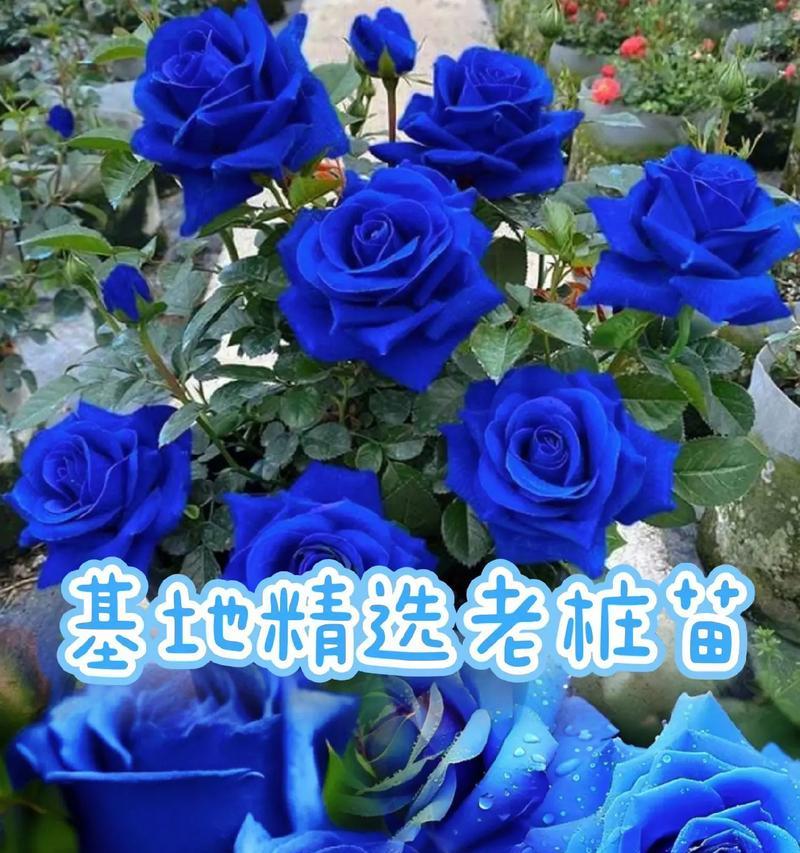 蓝色妖姬花语和象征意义是什么？