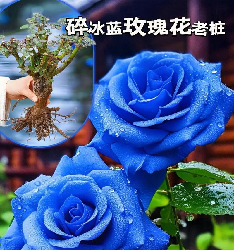 蓝色妖姬花语和象征意义是什么？