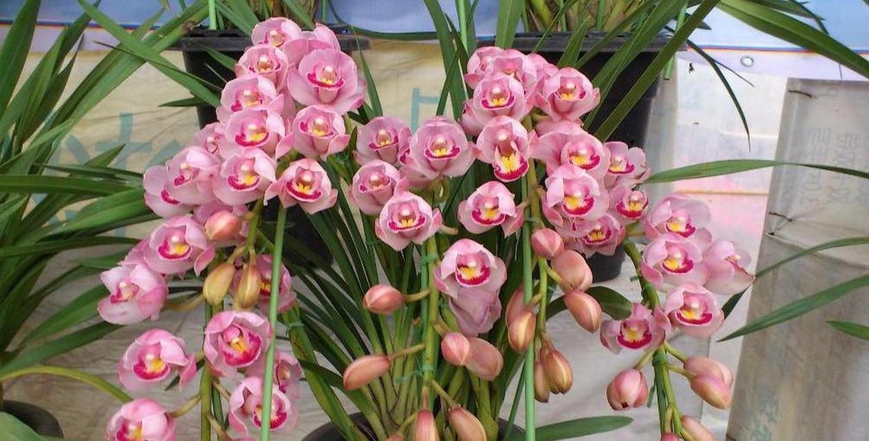 大花蕙兰的花语和寓意是什么？