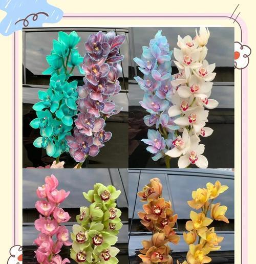 大花蕙兰的花语和寓意是什么？