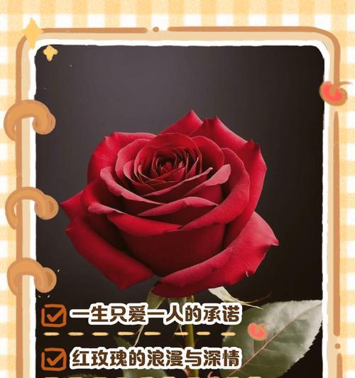 15朵玫瑰的花语和代表意义是什么？