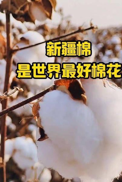 新疆棉如何通过“硬科技”实现“软实力”？