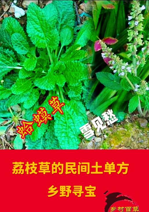 野草口令搜索引擎是如何工作的？