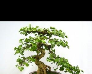 如何找盆景货源网站推广？货源网站有哪些特点和常见问题？