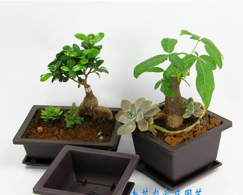 如何找盆景货源网站推广？货源网站有哪些特点和常见问题？