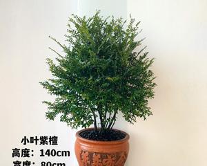 如何找盆景货源网站推广？货源网站有哪些特点和常见问题？