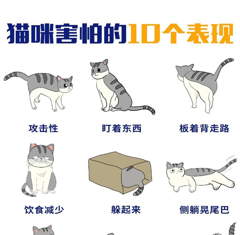 抖音猫视频剪辑教程？如何快速制作有趣猫视频？