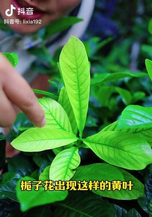 抖音视频绿色变黄色的剪辑技巧是什么？