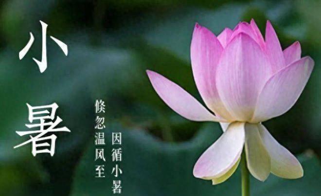 【二十四节气·小暑】蝉鸣荷风迎暑热-今日头条