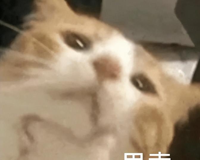 啧啧，微信刚刚这波更新，安卓鸿蒙又要傻眼了