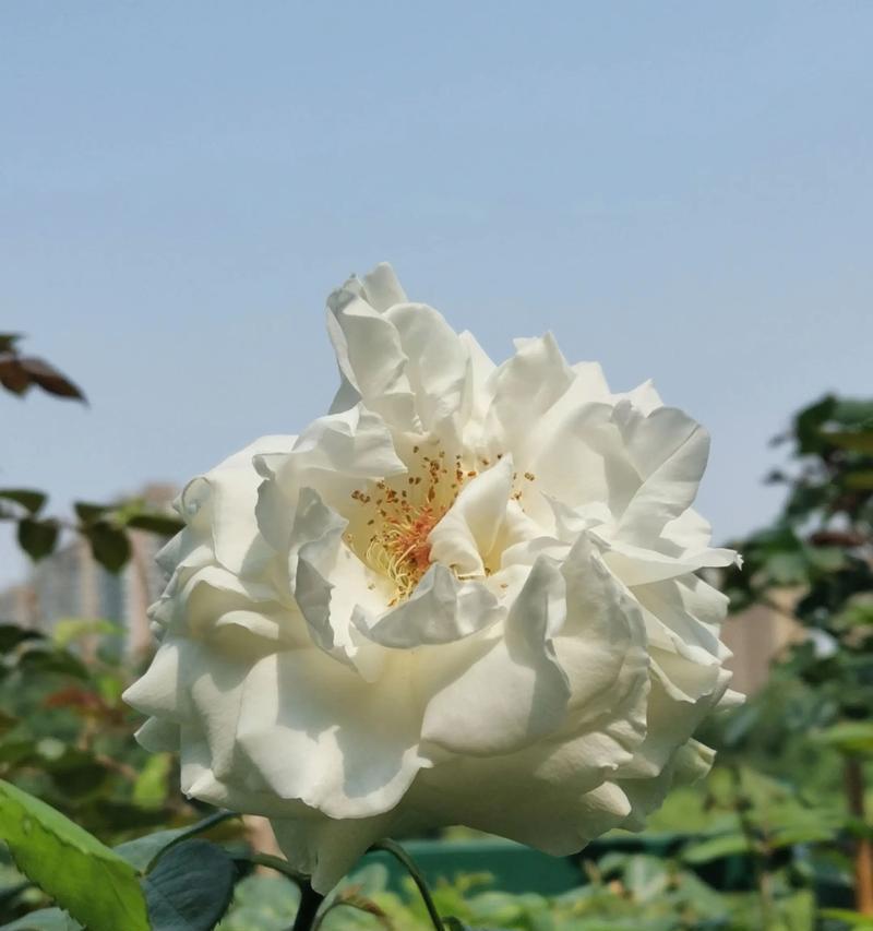 花香抖音关键词怎么挑选？如何挑选与花香相关的热门关键词？