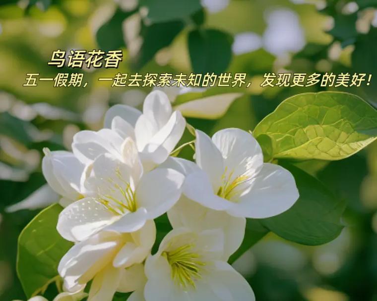 花香抖音关键词怎么挑选？如何挑选与花香相关的热门关键词？