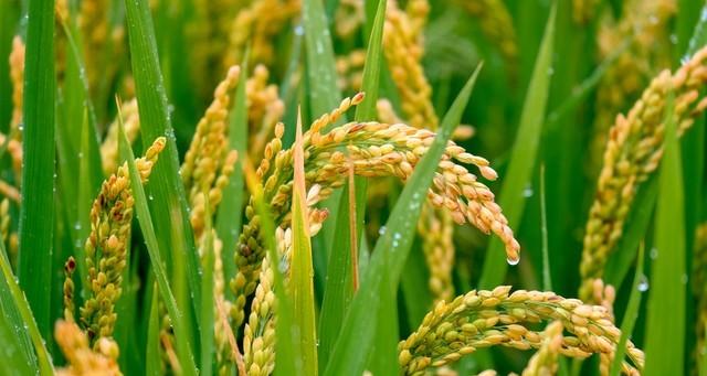 河北！大范围降雨来到！中雨、大雨、暴雨！具体分布在如下！