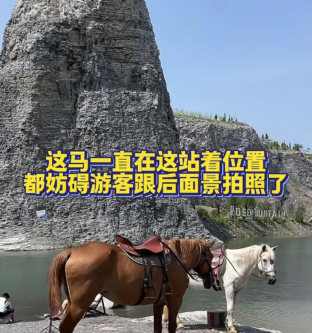 吃相难看！徐州一景区马匹入镜被要求收费站旁边也不行！景区回应